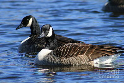 Mid Century Modern Royalty Free Images - Canadian Geese Pair  Royalty-Free Image by Neal Eslinger