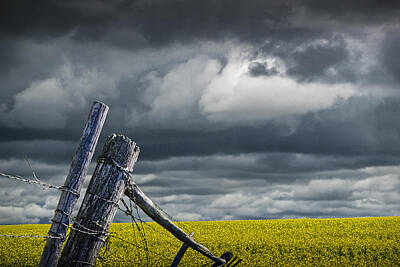 Randall Nyhof Photo Royalty Free Images - Canola Field in Southern Alberta Royalty-Free Image by Randall Nyhof