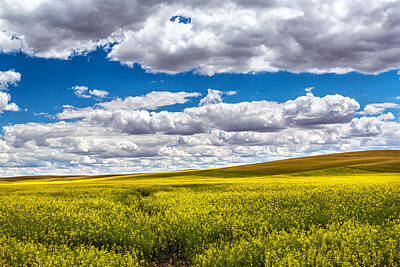 Little Mosters - Canola Fields by Robert Bynum