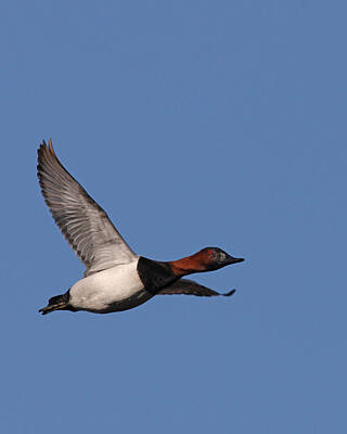 Champagne Corks - Canvasback flies over by Mark Wallner
