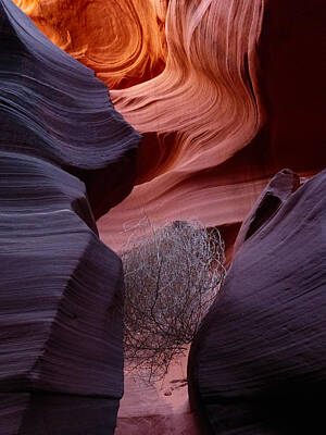 Little Mosters - Canyon Tumbleweed by Alan Socolik