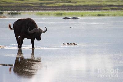Not Your Everyday Rainbow - Cape Buffalo And Baby Eygptian Geese   #0375 by J L Woody Wooden
