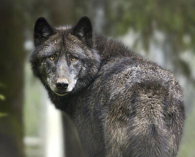 Animals Photos - Captive Wolf At The Alaska Zoo by Michael Criss