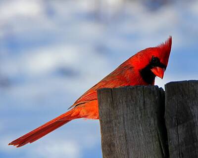 Spot Of Tea - Cardinal in Winter by Davandra Cribbie