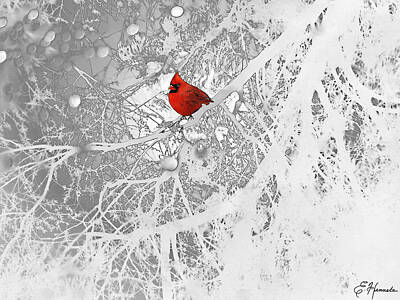 Animals Drawings Royalty Free Images - Cardinal In Winter Royalty-Free Image by Ellen Henneke