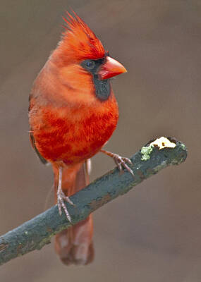 Gold Pattern Rights Managed Images - Cardinal Male Royalty-Free Image by A Macarthur Gurmankin
