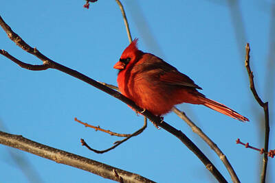 Lake Life - Cardinal On Bare Branch by Lorna Rose Marie Mills DBA  Lorna Rogers Photography