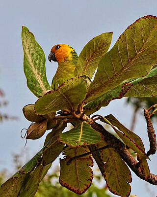 Vintage State Flags - Caribbean Parakeet by Photos By  Cassandra