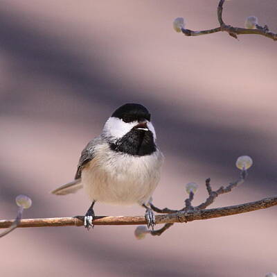 Target Threshold Nature Rights Managed Images - Carolina Chickadee - Singing on Stage Royalty-Free Image by Travis Truelove