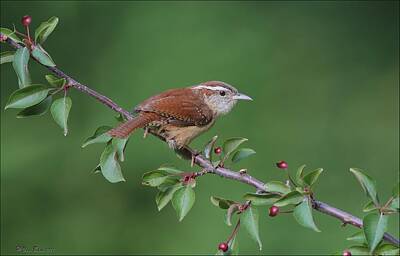 Pop Art Rights Managed Images - Carolina Wren Royalty-Free Image by Daniel Behm