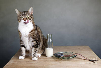 Portraits Photos - Cat and Herring by Nailia Schwarz