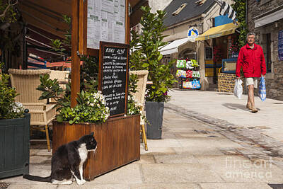 Fleetwood Mac - Cat and Restaurant Concarneau Brittany France by Colin and Linda McKie