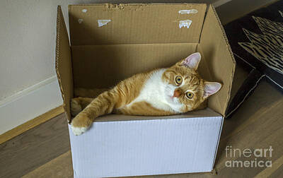Packaging Photos - Cat in a box by Patricia Hofmeester