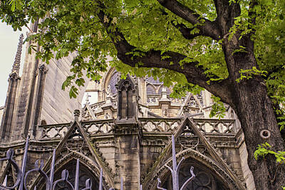 Safari Rights Managed Images - Cathedral Tree Royalty-Free Image by Georgia Clare