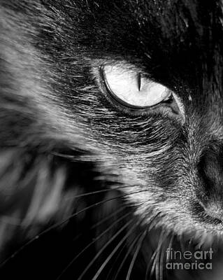 Rights Managed Images - Cats Eye Black and White Royalty-Free Image by THP Creative