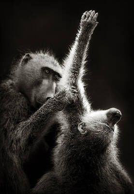 Animals Photos - Chacma Baboons Grooming by Johan Swanepoel