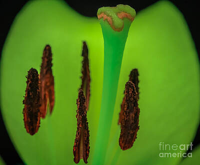 Abstract Flowers Photos - Changing Light by Mitch Shindelbower
