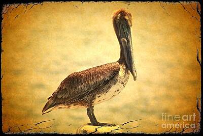 Birds Royalty Free Images - Charming Brown Pelican with Old World Framing Royalty-Free Image by Carol Groenen