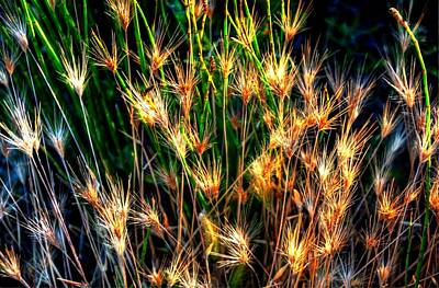 Jerry Sodorff Rights Managed Images - Cheat Grass 15750 Royalty-Free Image by Jerry Sodorff