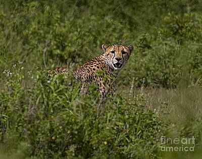 Spring Fling - Cheetah   #0095 by J L Woody Wooden