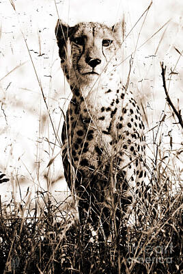 Sean Test Royalty Free Images - Cheetah Royalty-Free Image by Jacques Pierre Niemandt
