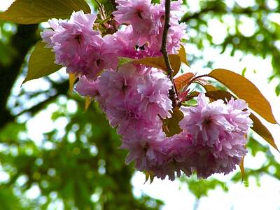 Juj Winn - Cherry Tree Blossom by Joan-Violet Stretch