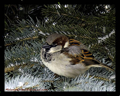 Modern Man Famous Athletes - Chipping Sparrow in the Pine by LeeAnn McLaneGoetz McLaneGoetzStudioLLCcom