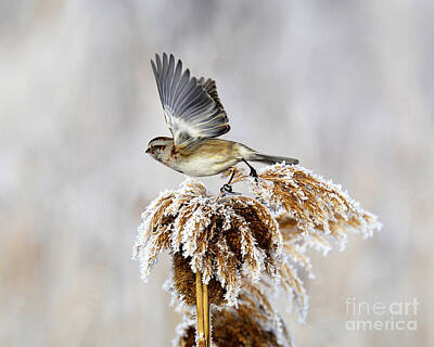 Angels And Cherubs - Chipping Sparrow in Winter by Dennis Hammer