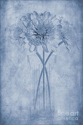 Farm House Style - Chrysanthemum Cyanotype by John Edwards