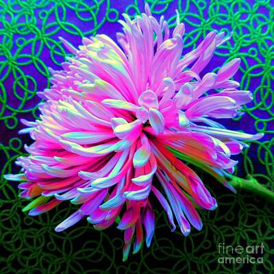 Florals Photos - Chrysanthemum de Colores by Barbie Corbett-Newmin