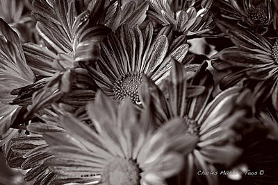 Creative Charisma - Chrysanthemums in sepia by Charles Muhle