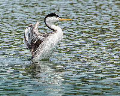Female Outdoors - Clarks Grebe 6229 by Janis Knight