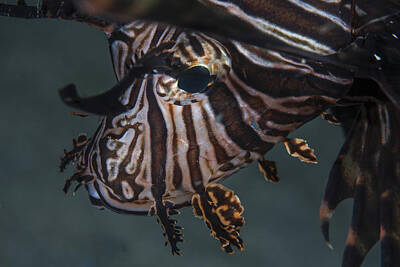 Forest Landscape - Close-up Of A Lionfish In Komodo by Ethan Daniels