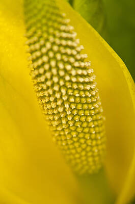Landmarks Royalty Free Images - Close Up Of An American Skunk Cabbage Royalty-Free Image by Carl Johnson