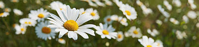 Spaces Images - Close Up Of Daisies In A Meadowengland by Adrian Brockwell