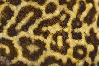 Animals Royalty-Free and Rights-Managed Images - Close Up Of Leopard Gecko Skin Patterns by Corey Hochachka