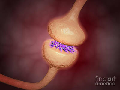 Fromage - Close-up View Of The Synapse by Stocktrek Images
