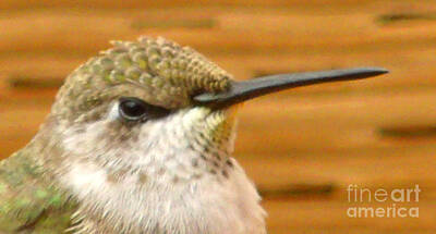 Pasta Al Dente Royalty Free Images - closeup hummingbird I Royalty-Free Image by Cooper Staton