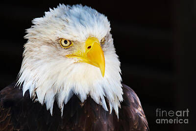 Kitchen Mark Rogan - Closeup portrait of an American Bald Eagle by Nick  Biemans