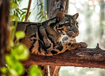 Wilderness Camping - Clouded Leopard 3 by Steve Harrington