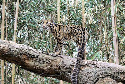 Legendary And Mythic Creatures Rights Managed Images - Clouded Leopard Royalty-Free Image by Alisha Paul