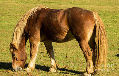 Renoir Rights Managed Images - Clydesdale Royalty-Free Image by George Kenhan