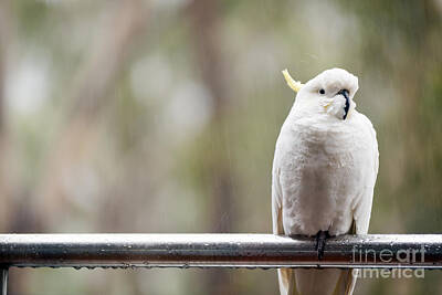 Animals Photo Rights Managed Images - Cockatoo In Rain Royalty-Free Image by THP Creative