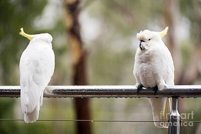 Animals Photo Rights Managed Images - Cockatoos In Rain Royalty-Free Image by THP Creative