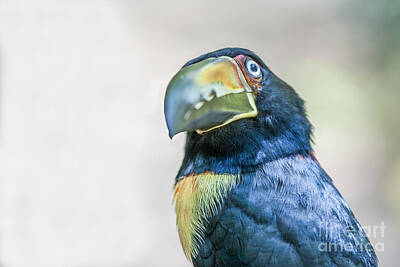 Animals Photo Royalty Free Images - Collared Aracari bird Royalty-Free Image by Patricia Hofmeester