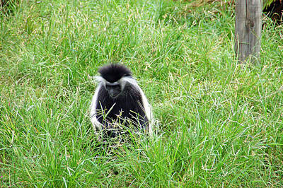 Whimsically Poetic Photographs - Colobus Monkey by Aimee L Maher ALM GALLERY