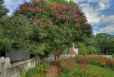 Grape Vineyards - Colonial garden in Williamsburg by Jerry Gammon