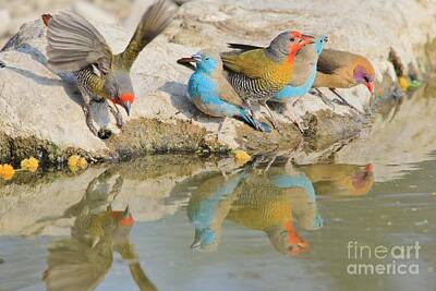 Stock Photography - Colorful Birds from Africa by Andries Alberts