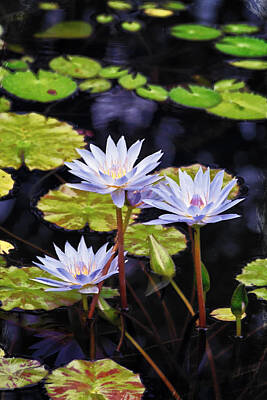 Lilies Digital Art - Colorful Lily Pads 2 by Patrick Lynch