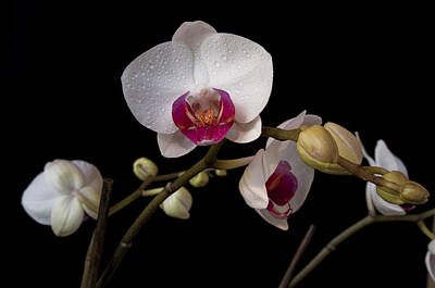 Popular Rustic Neutral Tones - Colorful Moth Orchid by Ron White